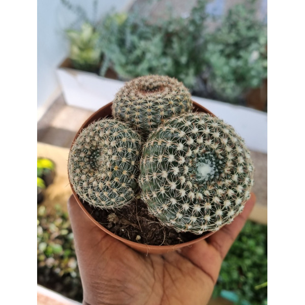 Parodia Scopa 10Ø 15cm.Silver Ball Cactus.