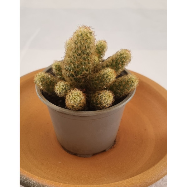 Mammillaria Elongata 15cm Ladys Finger Cactus