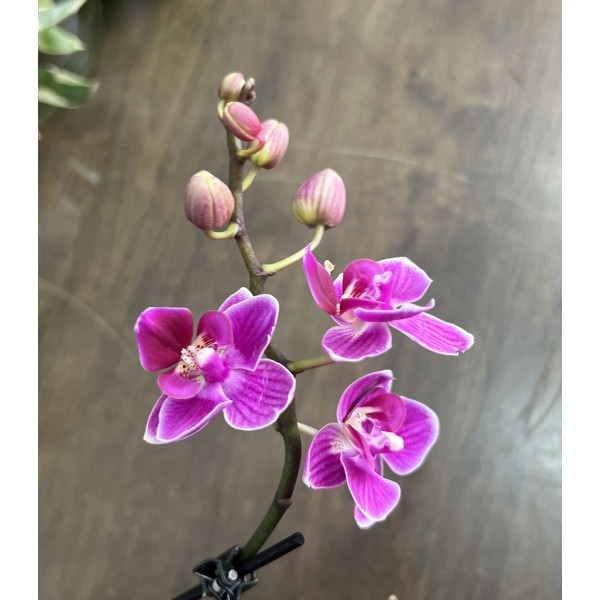 Orchid Phalaenopsis Mix 6Ø 25cm 1st