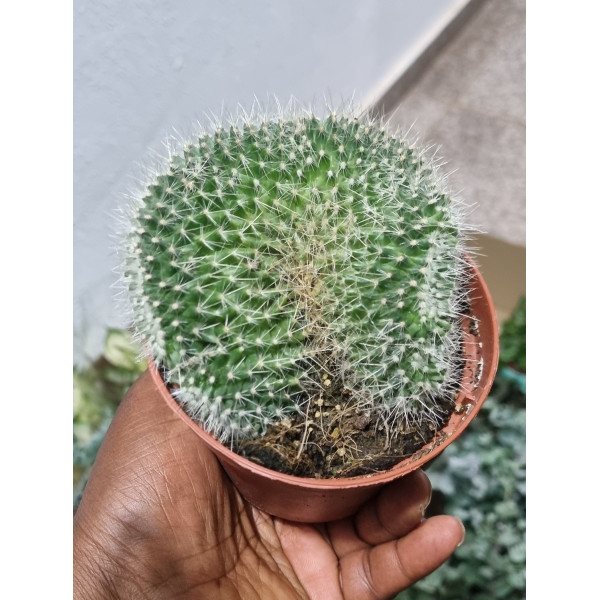 Mammilaria Cactus 10Ø 12cm
