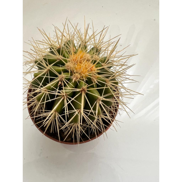 Echinocactus Grusoni 8Ø 12cm
