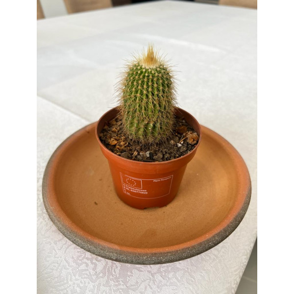Cactus Decorated (5.5 by 18cm)