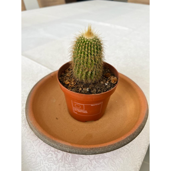 Cactus Decorated (5.5 by 18cm)