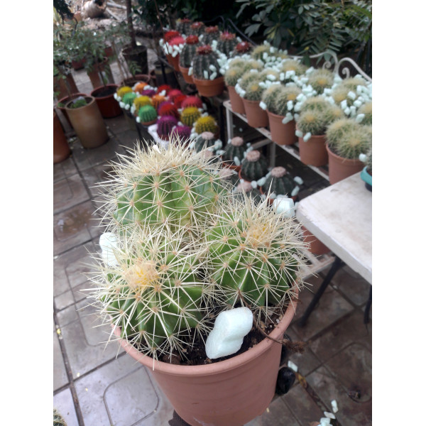 Echinocactus Grusoni  Cactus 17Ø 25cm 3 heads