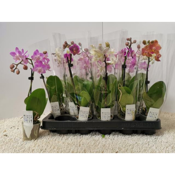Orchid Phalaenopsis Mix 6Ø 25cm 1st