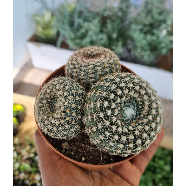 Parodia Scopa 10Ø 15cm.Silver Ball Cactus.