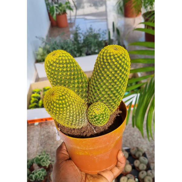 Rebutia  Cactus Yellow 12Ø 20cm