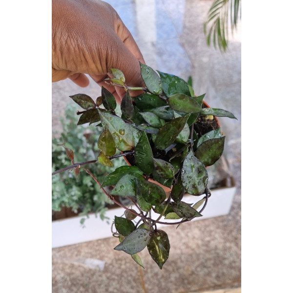 Hoya Krohniana Black Leaves 9Ø 5cm Plant