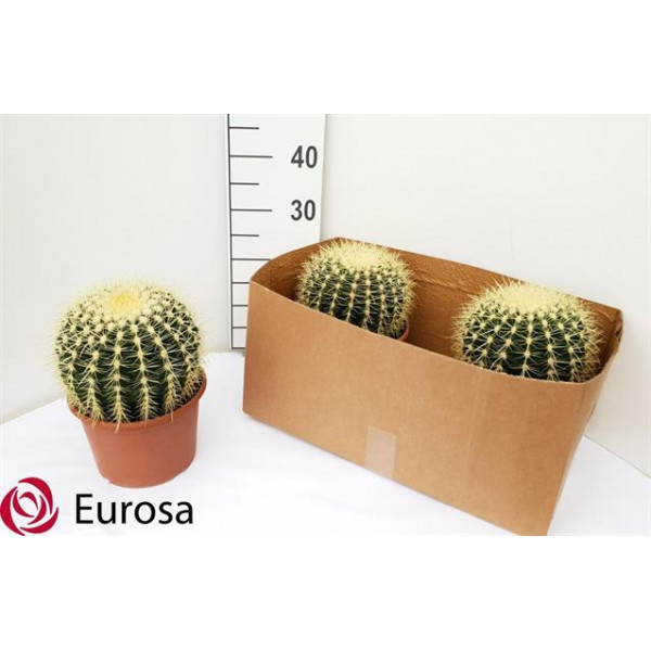 Echinocactus Grusoni Golden Barrel Cactus (20Ø 25cm).Free Delivery.