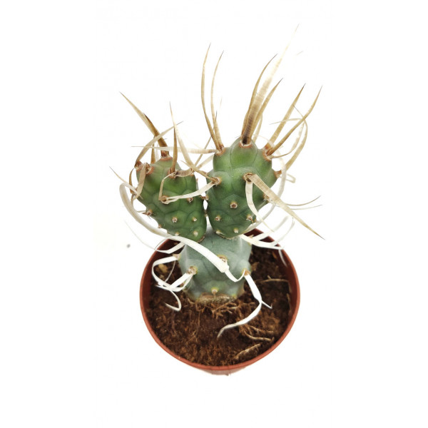 Paper Spine Cactus 10Ø 18cm