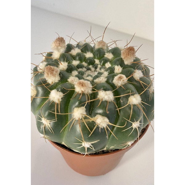 Gymnocalysium cactus