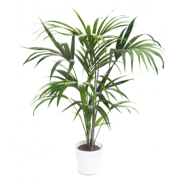 Kentia palm (howea forsteriana) plant S
