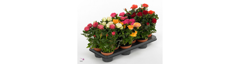 Indoor Flowering Plants/Indoor with Indirect Sunlight.