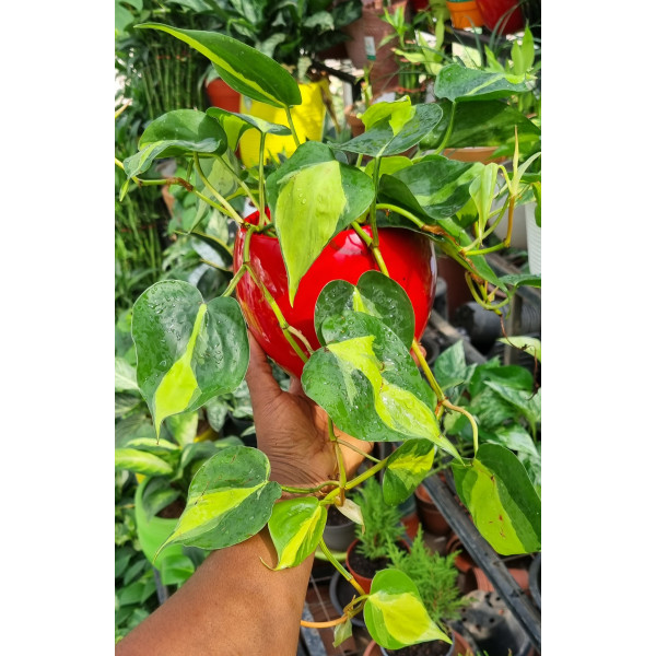 Philodendron Scandens Brasil 40cm