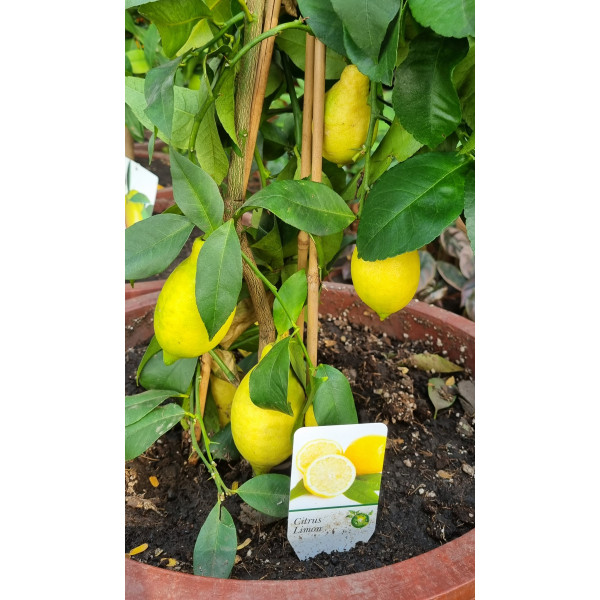 Citrofortunella Limon  90cm Citrus Limequat