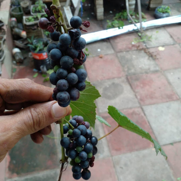 Red Grape Plant
