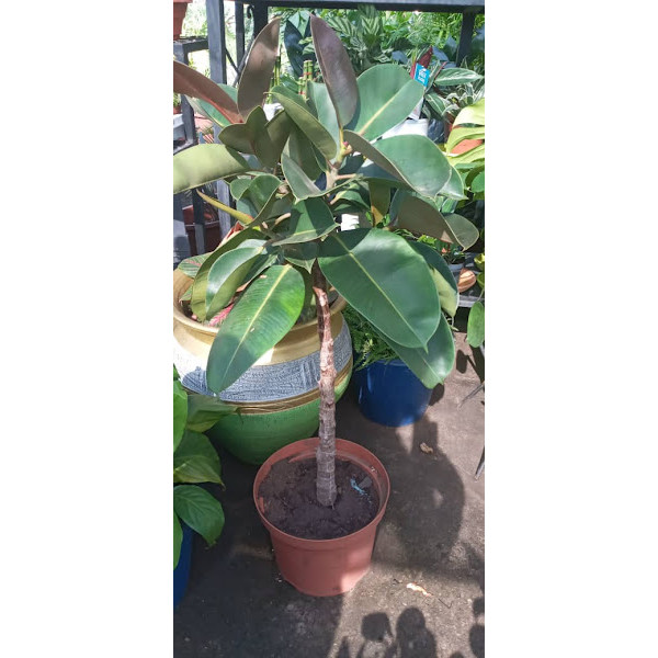 Ficus Sophia Rubber Plant (160cm)