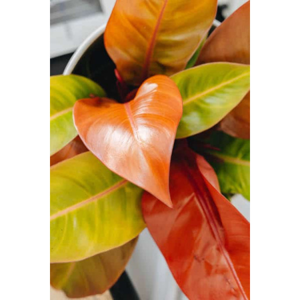 Philodendron Prince of Orange (14by 35cm) Rare