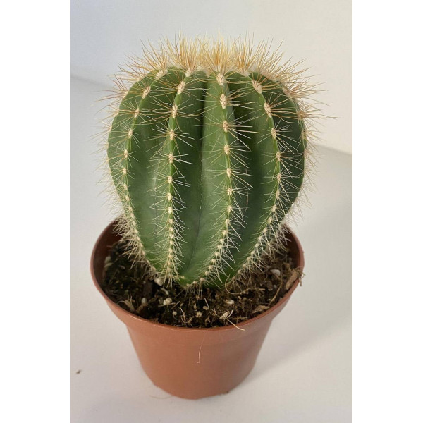 Parodia Cactus