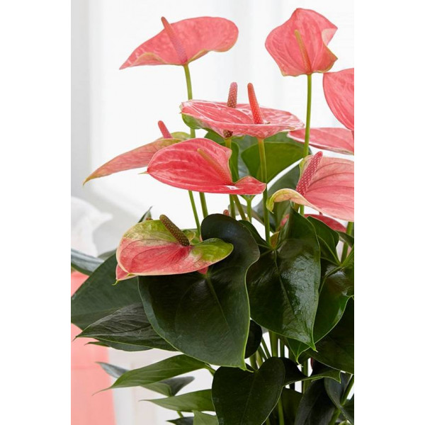Anthurium Pink (Plant only)