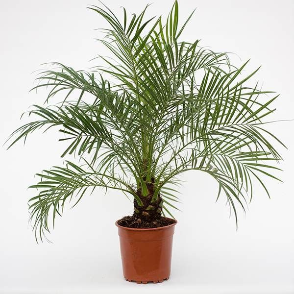 Dwarf Date Palm (Phoenix Roebelenii)